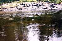 Gander River